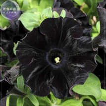 Super Black Cat Petunia 100 Beautiful - $6.11