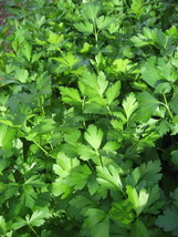 1000 seeds giant italian flat leaf parsley petroselinum crispum vegetabl... - $10.71