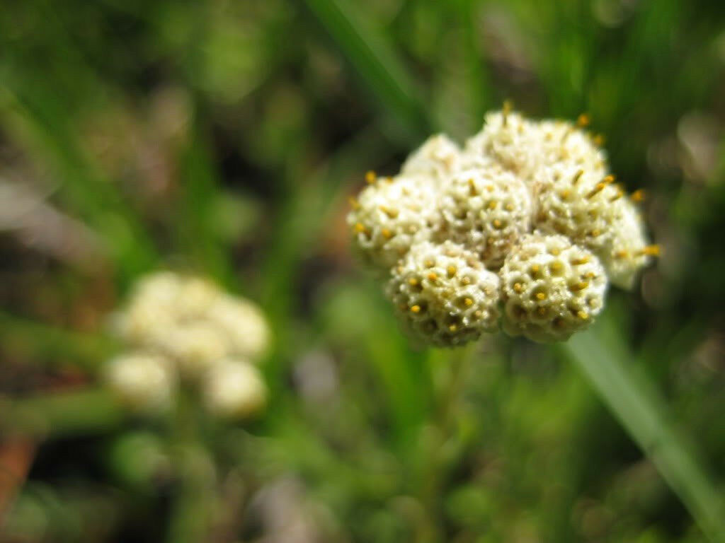 SHIPPED FROM US 300 White Pussytoes Cats Paws Antennaria Flower Seeds, LC03 - $21.00