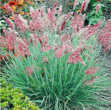 Pennisetum Alopecuroides Herb Seed Color:3 - $9.99