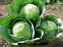 100 Cabbage Seeds  Danish Ballhead  - $4.14