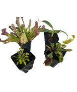 Carnivorous Plant Assortment – 4 Pack Mixed Species Collection - You Choose - $69.27