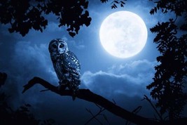 Home Art Decor Moon Flying Owl Bird Painting Printed Giclee canvas - £7.58 GBP+