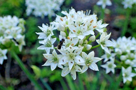 50 Garlic Chive Seeds Allium Tuberosum Fresh Garden Fast Shipping - $6.90