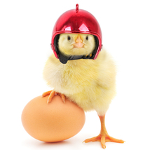Pet Chicken Helmet Small Pet Poultry Bird Duck Headgear Hat Caps Head Pr... - £7.18 GBP