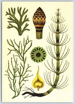 Postcard Kew Botanicum Club Mosses Horsetails And Whisk Ferns - £3.95 GBP
