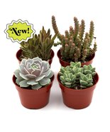 Assorted Succulent Variety-20 Pack - $2,775.16 MXN