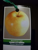 Mutsu Crisp APPLE5 Ga Tree Plant Sweet Juicy Apples Fruit Trees Plants - $140.60