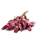 PS 500 Tropea Lunga Onion Seeds Fast Grow - $17.32 CAD