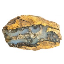 Petrified Wood South Dakota 1 lb 9 oz 5” x 3" x 2.75" Wooden Rock Stone Fossil