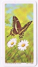 Brooke Bond Red Rose Tea Card #5 Schaus Swallowtail American Wildlife In Danger - £0.76 GBP