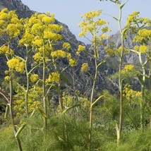 Top USA Seller Giant Anise Fennel Seeds Ferula Communis Packet Of 10 Seeds - £14.23 GBP