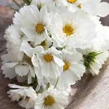 25 seeds Cosmos WHITE MIX Angel Garden Moon Garden SummerFall Blooms NonGMO - £9.25 GBP