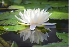 Heirloom Fragrant White Wrinkled Nelumbo Nucifera Lotussss - $10.30