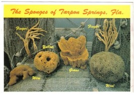 Florida Postcard Tarpon Springs Sponges Finger Yellow Wire Grass Wool - £1.69 GBP