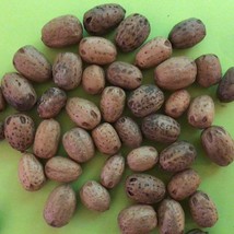 Candy Tree Seeds Choerospondias Axillaris Lapsi Nepali Hog Plum New Fresh Seeds  - $31.94