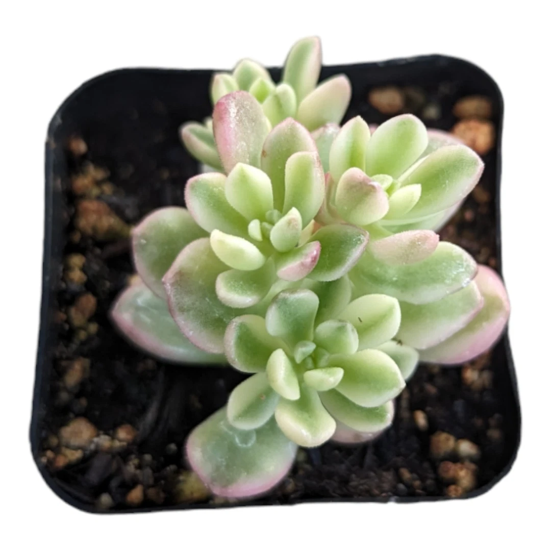 Sedum Joyce Tulloch Variegata Succulent Plant - $17.61