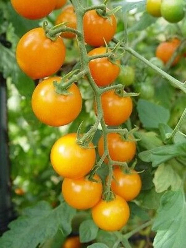 50+ Seeds Sun Rise Tomato Tomatoe Vegetable Garden Edible Canning - $10.02