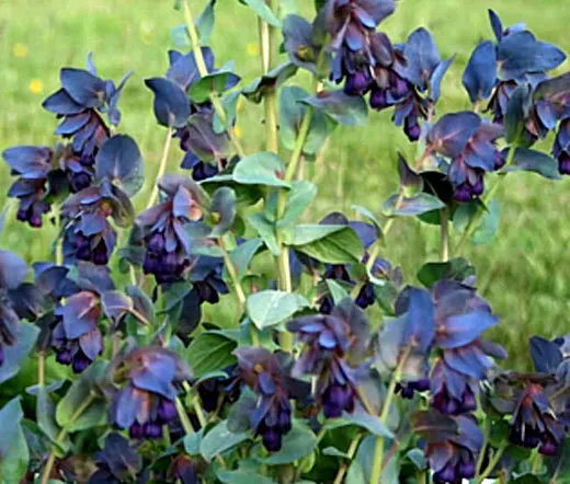 25 Purple Blac Bleeding Heart Dicentra Spectabilis Shade Flower - £8.63 GBP