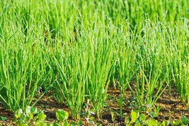 Fresh green welsh bunching japanese spring onions growing in a vegetable garden thumb200