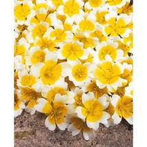 New! 200 Poached Egg Plant Flower Seeds, Us Native, Limnanthes Douglasii 2 - £4.77 GBP