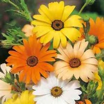 African Daisy Seeds | Non-GMO | 100 Seeds |  FROM USA - £1.35 GBP