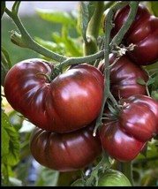 Brandywine Black Tomato 30 - 200 Seeds Heirloom Rare Non-GMO Super Slicing! - £1.54 GBP+