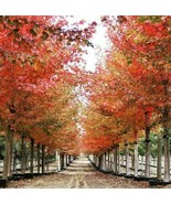 Sun Valley Red Maple Tree 12-24 Inch Tall Quart Pot Live Plant Ships Pot... - $99.98