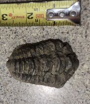 4 Inch Natural Antique Trilobite Fossil Arthropod Moroccan #3 - $13.86