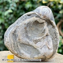 Gryphaea dilatata Fossil Giant Oyster | Jurassic Kimmeridge Clay Osmington - $11.32