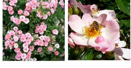 Live Pink Miniature Rose Cuttings Gardening - $22.99