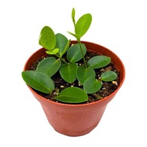 Hoya cumingiana in a 4 inch Pot Small Leaf Wax Plant - £18.10 GBP