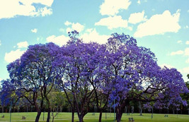JACARANDA CUSPIDIFOLIA, BLUE rare flowering trumpet tree flamboyan seed ... - $8.99