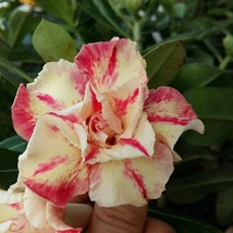 Variegated Adenium Obesum Golden Pink Desert Rose Flowers, 2 Seeds - £9.53 GBP