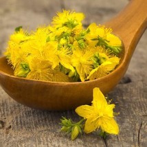 US Seller 200 Seeds St Johns Wort Hypericum Yellow Medicinal Herb - £8.12 GBP