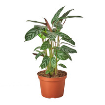 Live Plant - Calathea &#39;Grey Star&#39; - 6&quot; Pot - Fairy Garden/Houseplant  - £62.34 GBP