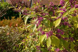 30 Seeds American Beautyberry - $9.50