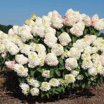 Hydrangea Paniculata Sweet Starlight Starter Plant Approx 2-4 Inch Dorma... - $31.70