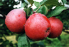 Spartan apple tree grafted 5x5x12 inches pot size 1 year old - £91.40 GBP