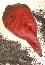 75 Giant Red Beet Mangelwurzel Mangel Mangold Wurzel Mammoth Long Beta Seeds Fre - £11.64 GBP