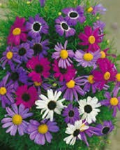 HS 50+ Brachycome Splendor Mix Flower Seeds / Annual - $4.89