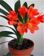 Clivia Seed Flower Plants Seed Flowers Flores Potted Plant Color 12 Gard... - $8.33