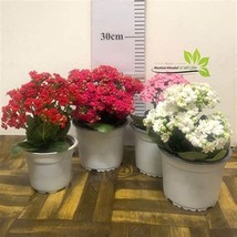 Winter Pot Kalanchoe Longevity Flower, 100 SEEDS D - $16.90 CAD
