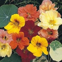 50 Seeds Mixed Colors Dwarf Jewel Nasturtium Tropaeolum Minus Flower  - $9.68