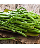 Landreth Stringless Green Bush Bean Phaseolus Vulgaris Vegetable Seeds F... - $474.07 MXN
