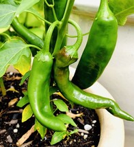 BPA Bogo 1/2 Off Guajillo Chili Pepper Seeds Nongmo Fresh Harvest From US - £7.08 GBP