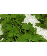 Parsley Seeds Gigante Di Napoli Herb 500 Seeds Italian Parsley Easy To Grow Gard - $11.27
