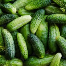 Cucumber Seeds 50+ Boston Pickling Vegetable NON-GMO Us Seller - £1.52 GBP