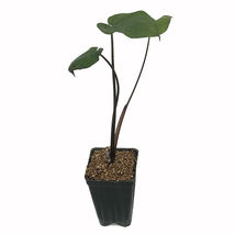 Live Plant Black Malanga Elephant Ear - Xanthosoma violaceum - Gardening - £40.01 GBP
