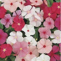 50 Seeds Vinca Periwinkle Mix Plant Garden - £6.67 GBP